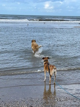 ZAIRA, Hund, Mischlingshund in Kleinmachnow - Bild 16