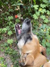 ZAIRA, Hund, Mischlingshund in Kleinmachnow - Bild 19