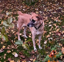 ZAIRA, Hund, Mischlingshund in Kleinmachnow - Bild 3