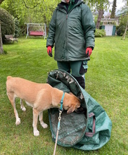 ZAIRA, Hund, Mischlingshund in Kleinmachnow - Bild 30