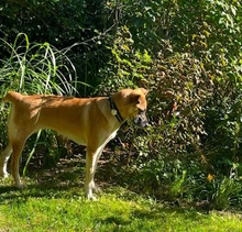 ZAIRA, Hund, Mischlingshund in Kleinmachnow - Bild 8