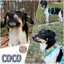 COCO, Hund, Mischlingshund in Ribnitz-Damgarten