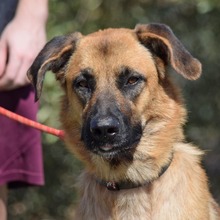 XENA, Hund, Mischlingshund in Spanien - Bild 1