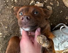 KAMAKERI, Hund, Mischlingshund in Kroatien