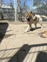 POOH, Hund, Mischlingshund in Speyer - Bild 3