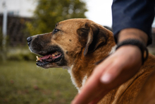 KIMBO, Hund, Mischlingshund in Kroatien - Bild 3