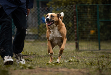 KIMBO, Hund, Mischlingshund in Kroatien - Bild 4