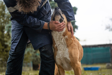 KIMBO, Hund, Mischlingshund in Kroatien - Bild 6