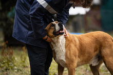 KIMBO, Hund, Mischlingshund in Kroatien - Bild 8