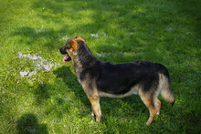 LEWI, Hund, Mischlingshund in Kroatien - Bild 6