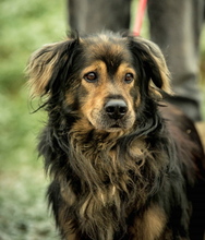 ZORDON, Hund, Mischlingshund in Ungarn - Bild 1