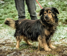 ZORDON, Hund, Mischlingshund in Ungarn - Bild 3