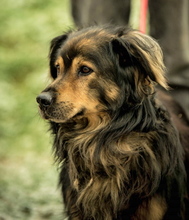 ZORDON, Hund, Mischlingshund in Ungarn - Bild 4