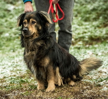 ZORDON, Hund, Mischlingshund in Ungarn - Bild 5