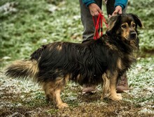 ZORDON, Hund, Mischlingshund in Ungarn - Bild 6