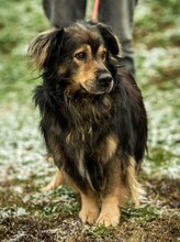 ZORDON, Hund, Mischlingshund in Ungarn - Bild 7