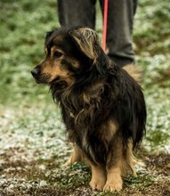 ZORDON, Hund, Mischlingshund in Ungarn - Bild 9