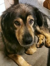 ZORDON, Hund, Mischlingshund in Bünde