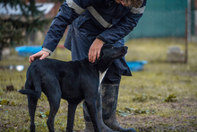 LARRY, Hund, Mischlingshund in Kroatien - Bild 3