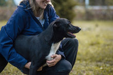 LARRY, Hund, Mischlingshund in Kroatien - Bild 5