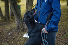 LARRY, Hund, Mischlingshund in Kroatien - Bild 6