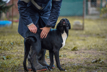 LARRY, Hund, Mischlingshund in Kroatien - Bild 8