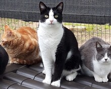 PADDY, Katze, Europäisch Kurzhaar in Spanien - Bild 7