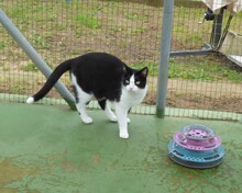 PADDY, Katze, Europäisch Kurzhaar in Spanien - Bild 8