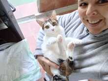SHAILA, Katze, Europäisch Kurzhaar in Spanien - Bild 6