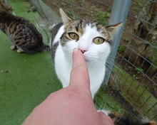 SHAILA, Katze, Europäisch Kurzhaar in Spanien - Bild 7