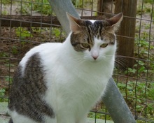 SHAILA, Katze, Europäisch Kurzhaar in Spanien - Bild 8