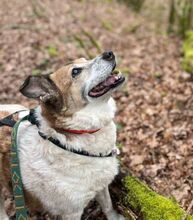 LUNA, Hund, Mischlingshund in Siegen - Bild 12