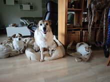 LUNA, Hund, Mischlingshund in Siegen - Bild 2