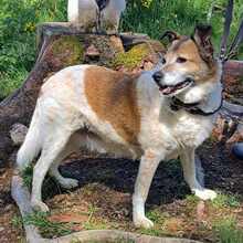 LUNA, Hund, Mischlingshund in Siegen - Bild 4