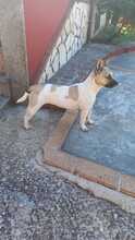 LILLI, Hund, Terrier-Mix in Italien - Bild 2