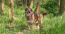 JUNI, Hund, Herdenschutzhund-Deutscher Schäferhund-Mix in Kroatien - Bild 1