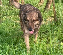 JUNI, Hund, Herdenschutzhund-Deutscher Schäferhund-Mix in Kroatien - Bild 2