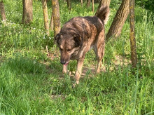 JUNI, Hund, Herdenschutzhund-Deutscher Schäferhund-Mix in Kroatien - Bild 3