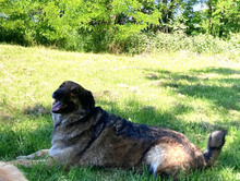 JUNI, Hund, Herdenschutzhund-Deutscher Schäferhund-Mix in Kroatien - Bild 4