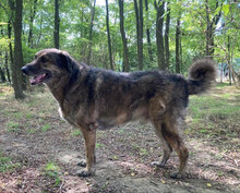 JUNI, Hund, Herdenschutzhund-Deutscher Schäferhund-Mix in Kroatien - Bild 5