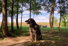 JUNI, Hund, Herdenschutzhund-Deutscher Schäferhund-Mix in Kroatien - Bild 6