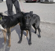 JENNY, Hund, Groenendael-Mix in Bulgarien - Bild 10