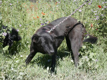 JENNY, Hund, Groenendael-Mix in Bulgarien - Bild 19