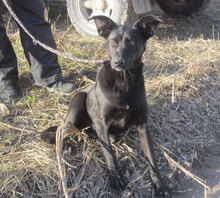 JENNY, Hund, Groenendael-Mix in Bulgarien - Bild 3