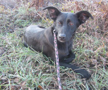 JENNY, Hund, Groenendael-Mix in Bulgarien - Bild 6