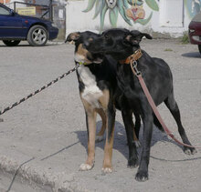 JENNY, Hund, Groenendael-Mix in Bulgarien - Bild 8