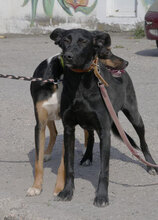 JENNY, Hund, Groenendael-Mix in Bulgarien - Bild 9