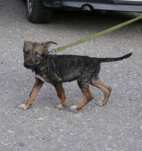 QUEENIE, Hund, Mischlingshund in Bulgarien - Bild 1