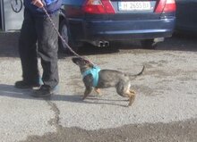 QUEENIE, Hund, Mischlingshund in Bulgarien - Bild 5