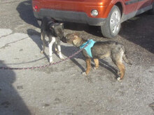 QUEENIE, Hund, Mischlingshund in Bulgarien - Bild 8